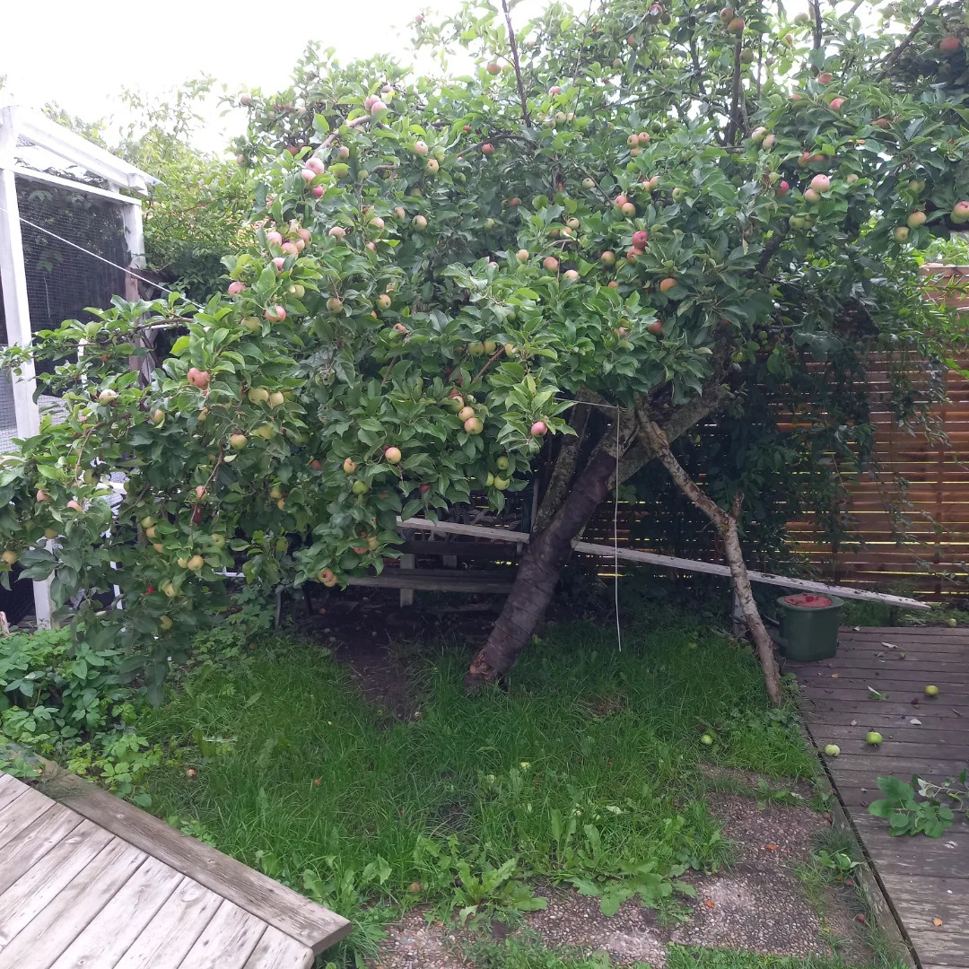 Beskärning av fruktträd, före.