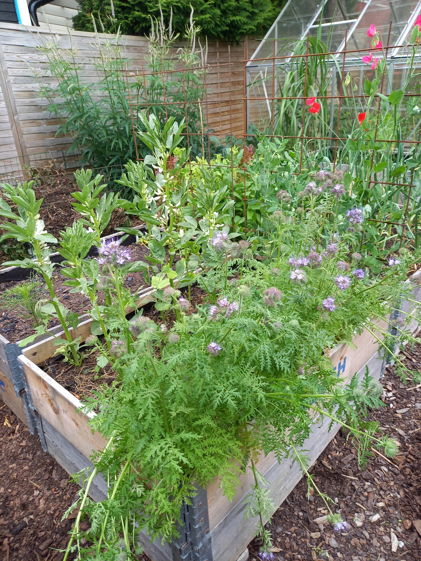 Grönsaker och blommor i pallkrage